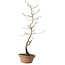 Diospyros kaki, 38 cm, ± 15 anni