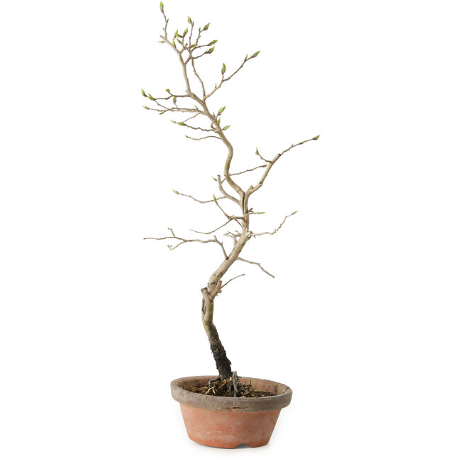 Diospyros kaki, 38 cm, ± 15 Jahre alt