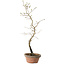 Diospyros kaki, 38 cm, ± 15 ans