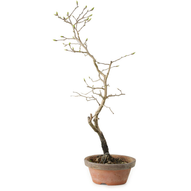 Diospyros kaki, 38 cm, ± 15 Jahre alt