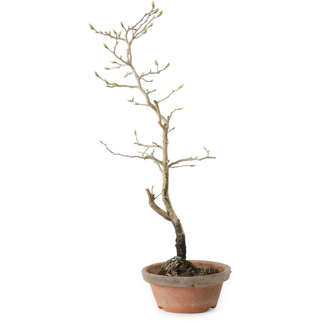 Diospyros kaki, 38 cm, ± 15 años