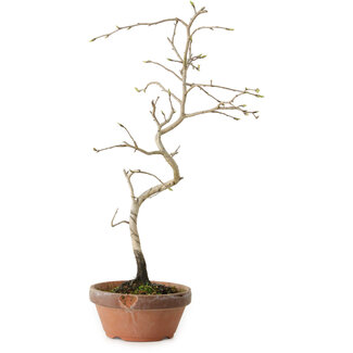 Diospyros kaki, 34 cm, ± 15 anni