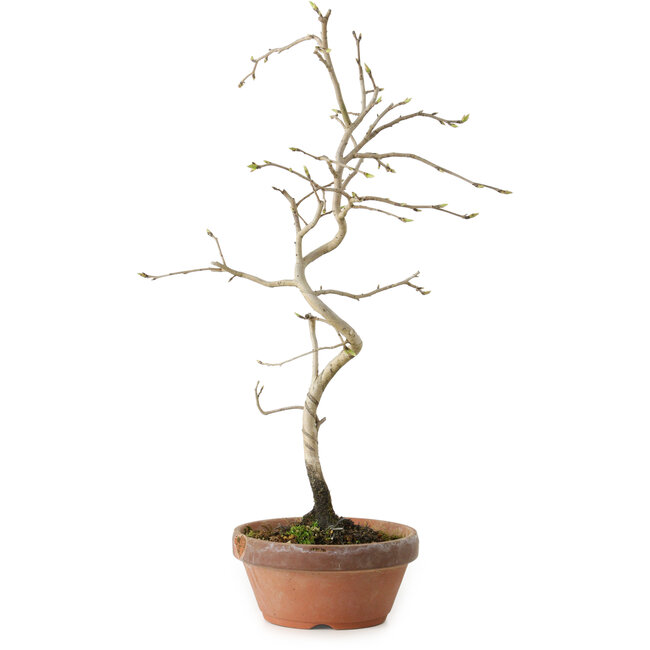 Diospyros kaki, 34 cm, ± 15 anni