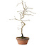 Diospyros kaki, 34 cm, ± 15 anni