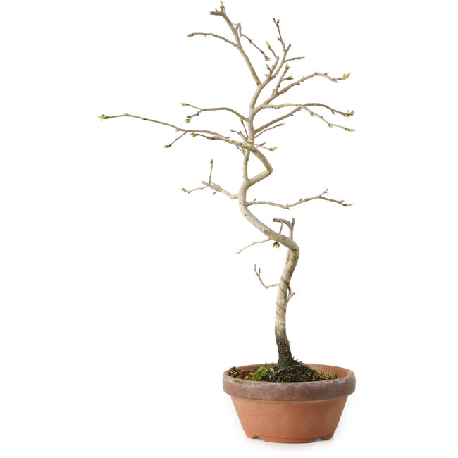 Diospyros kaki, 34 cm, ± 15 jaar oud