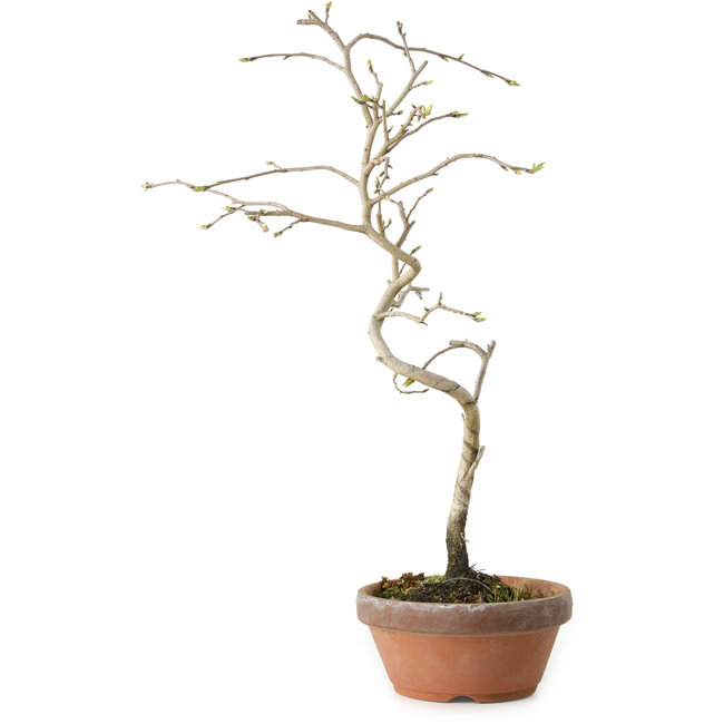 Diospyros kaki, 34 cm, ± 15 Jahre alt