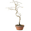 Diospyros kaki, 34 cm, ± 15 anni