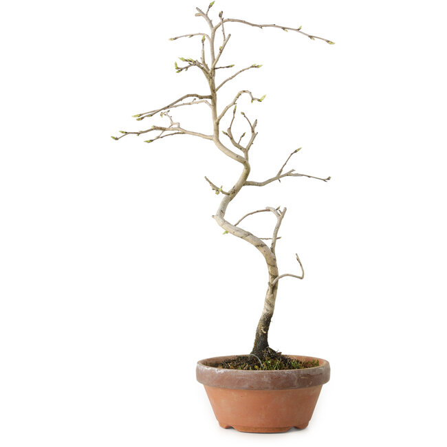 Diospyros kaki, 34 cm, ± 15 años