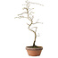 Diospyros kaki, 34 cm, ± 15 anni