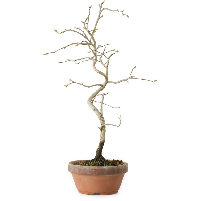 Diospyros kaki, 34 cm, ± 15 años