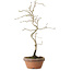 Diospyros kaki, 34 cm, ± 15 ans