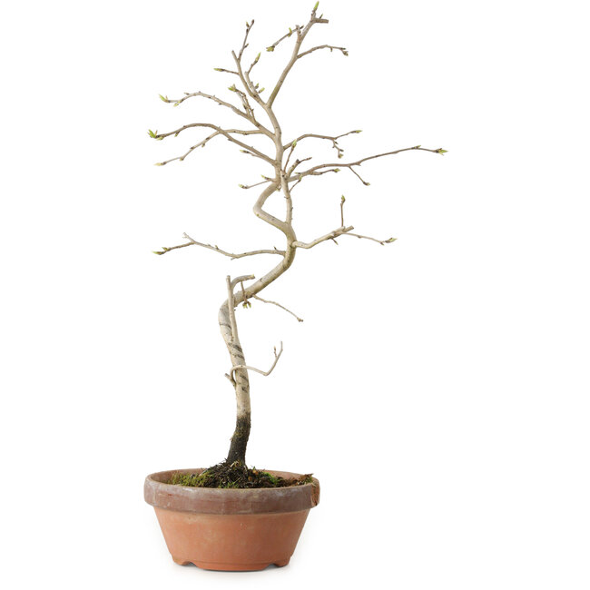 Diospyros kaki, 34 cm, ± 15 years old