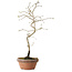 Diospyros kaki, 34 cm, ± 15 ans