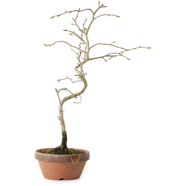 Diospyros kaki, 34 cm, ± 15 anni
