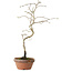 Diospyros kaki, 34 cm, ± 15 anni
