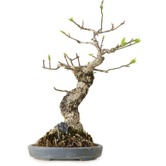 Hattori Euonymus alatus, 25 cm, ± 15 jaar oud