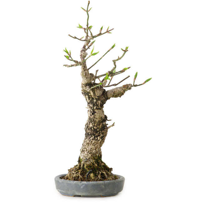 Euonymus alatus, 25 cm, ± 15 ans, dans un pot japonais fait main par Hattori, avec un nebari de 8 cm