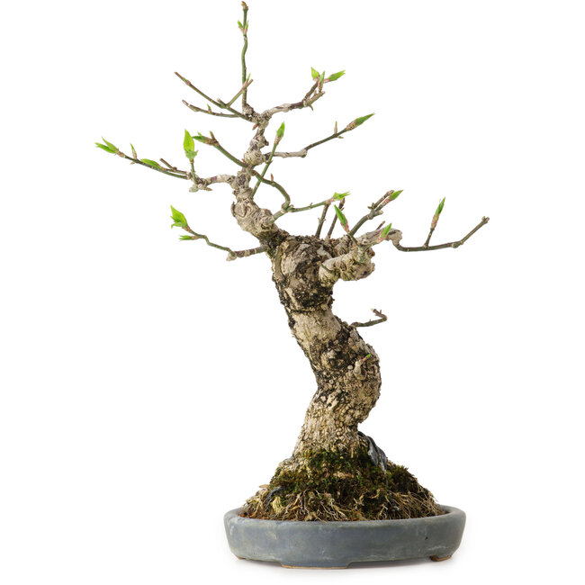 Euonymus alatus, 25 cm, ± 15 jaar oud, in een handgemaakte Japanse pot van Hattori, met een nebari van 8 cm.