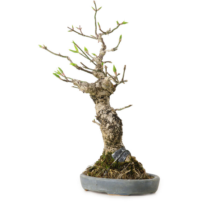 Euonymus alatus, 25 cm, ± 15 ans, dans un pot japonais fait main par Hattori, avec un nebari de 8 cm
