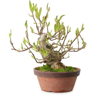 Magnolia stellata, 28 cm, ± 15 ans