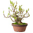 Magnolia stellata, 28 cm, ± 15 jaar oud, met een nebari van 10 cm.
