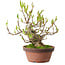 Magnolia stellata, 28 cm, ± 15 years old, with a nebari of 10 cm