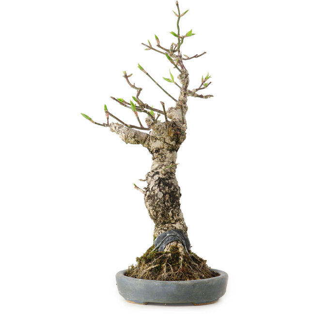 Euonymus alatus, 25 cm, ± 15 jaar oud, in een handgemaakte Japanse pot van Hattori, met een nebari van 8 cm.