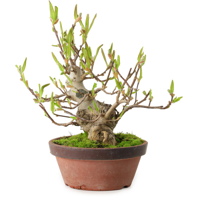 Magnolia stellata, 28 cm, ± 15 jaar oud, met een nebari van 10 cm.