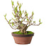 Magnolia stellata, 28 cm, ± 15 jaar oud, met een nebari van 10 cm.
