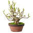 Magnolia stellata, 28 cm, ± 15 years old, with a nebari of 10 cm