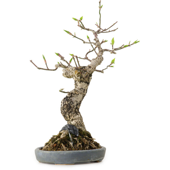 Euonymus alatus, 25 cm, ± 15 jaar oud, in een handgemaakte Japanse pot van Hattori, met een nebari van 8 cm.