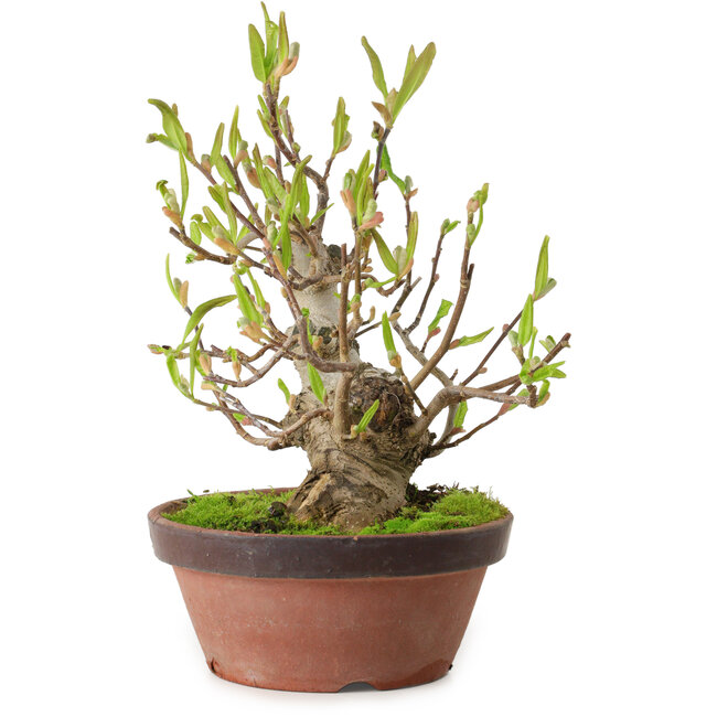 Magnolia stellata, 28 cm, ± 15 years old, with a nebari of 10 cm