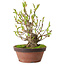 Magnolia stellata, 28 cm, ± 15 jaar oud, met een nebari van 10 cm.