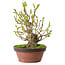 Magnolia stellata, 28 cm, ± 15 years old, with a nebari of 10 cm