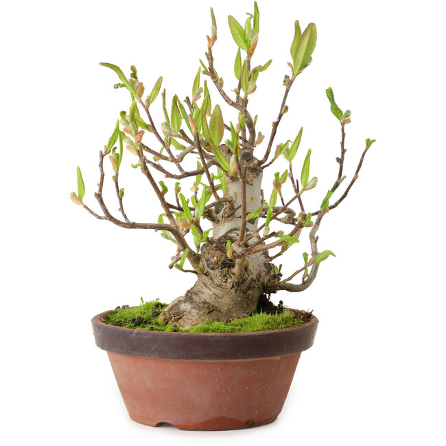 Magnolia stellata, 28 cm, ± 15 jaar oud, met een nebari van 10 cm.