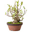 Magnolia stellata, 28 cm, ± 15 años, con un nebari de 10 cm.