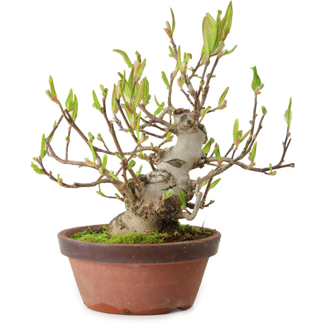 Magnolia stellata, 28 cm, ± 15 años, con un nebari de 10 cm.