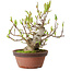Magnolia stellata, 28 cm, ± 15 años, con un nebari de 10 cm.