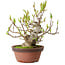 Magnolia stellata, 28 cm, ± 15 years old, with a nebari of 10 cm