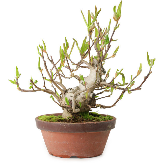 Magnolia stellata, 28 cm, ± 15 years old, with a nebari of 10 cm