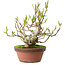 Magnolia stellata, 28 cm, ± 15 jaar oud, met een nebari van 10 cm.