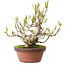 Magnolia stellata, 28 cm, ± 15 years old, with a nebari of 10 cm
