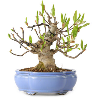 Magnolia stellata, 21 cm, ± 15 anni