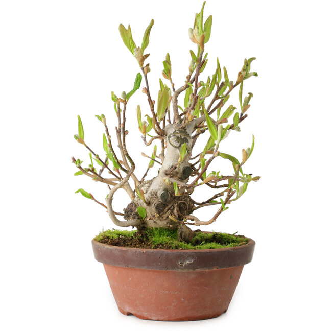 Magnolia stellata, 28 cm, ± 15 años, con un nebari de 10 cm.