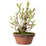 Magnolia stellata, 28 cm, ± 15 jaar oud, met een nebari van 10 cm.