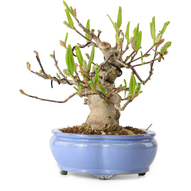 Sternmagnolie (Magnolia stellata), 21 cm, ca. 15 Jahre alt, mit einem Wurzelhals von 11 cm