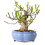 Magnolia stellata, 21 cm, ± 15 jaar oud, met een nebari van 11 cm