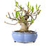 Magnolia stellata, 21 cm, ± 15 years old, with a nebari of 11 cm
