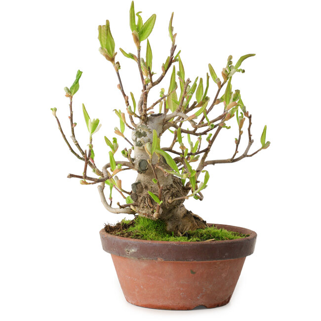 Magnolia stellata, 28 cm, ± 15 jaar oud, met een nebari van 10 cm.
