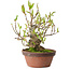 Magnolia stellata, 28 cm, ± 15 years old, with a nebari of 10 cm